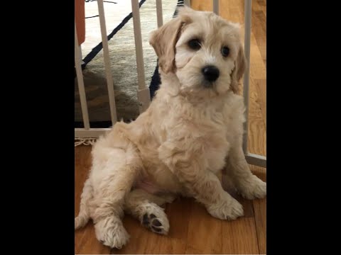 What Was That Sound Coming Out Of Daddy?パパから聞こえてきたあの音ってな〜に？#shorts#goldendoodle#puppy