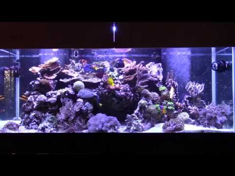 Too Many Biopellets Crashed my Tank (Reef Vlog)