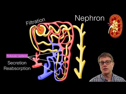 The Urinary System