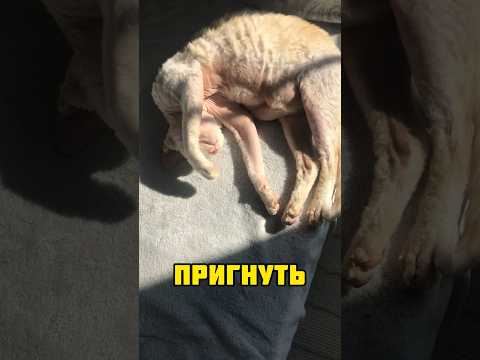 Спорим, в комментах не будет прикола лучше😌 #bestvideo #ileocat #fun #subscribe #cat #врек #shorts