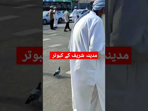 مدینہ شریف کے کبوتر | kabootar chowk | kabootar chowk madina | pigeon of madina | kabootar chowk vid