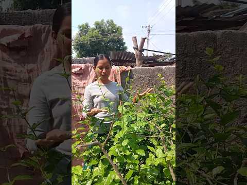 మా మల్లె చెట్టుకి ఎన్ని పువ్వులు పుసాయో #flowers  #farming #ytshorts @Bmmultitasks