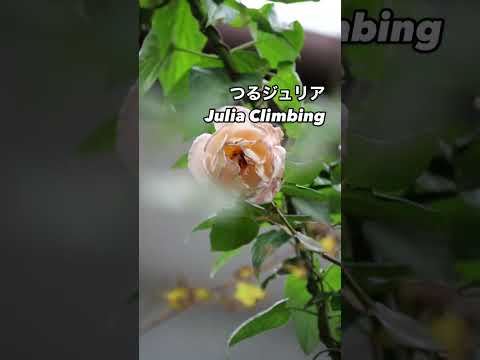 カフェオレ色の美しさ:つるジュリア Julia Climbing⠀茶系の秋花が咲いた。2024年12月1日⠀オーストラリアで育種されたクライミング・ローズ