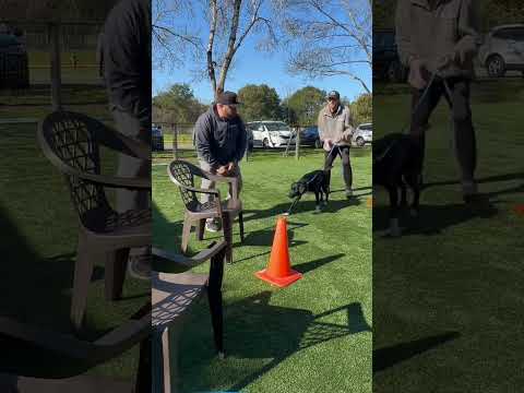 Learning SCENT detection with @FordK9 and @michaelellisschoolfordogtr6450  #dogtraining #shorts