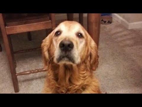 Dogs Doesn't Like Singing Compilation