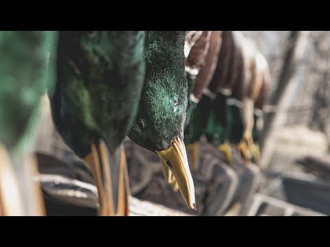 Duck Hunting is "3 6 5" - Fowled Reality