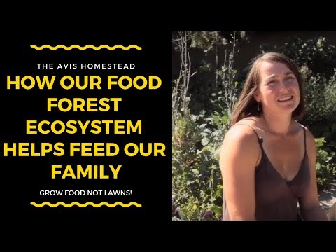 Grow Food Not Lawns: How Our Food Forest Ecosystem Helps Feed Our Family