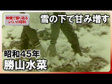 【昭和100年】ふくい勝山水菜　雪の下で甘みや栄養を蓄える　昭和45年1月の記録映像