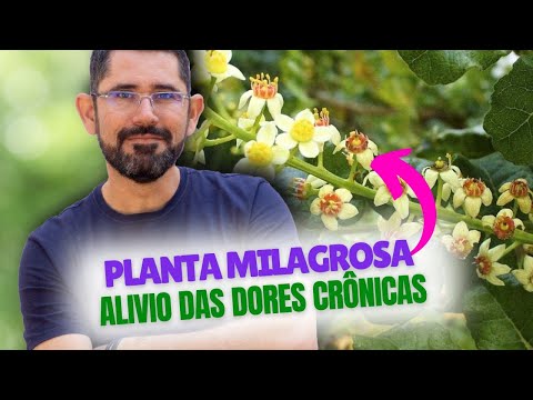 Boswellia Serrata: A Planta Milagrosa que Alivia Dores Crônicas e Inflamações