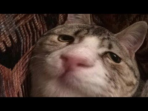 BEST FUNNY MEMES WITH CATS COMPILATION 6