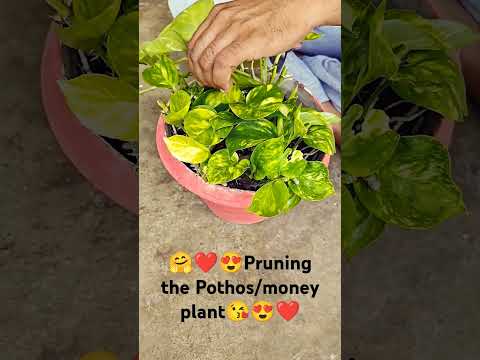 Pruning the Pothos/money plant😘😍❤️ #shorts #viral #plants #pothosplant