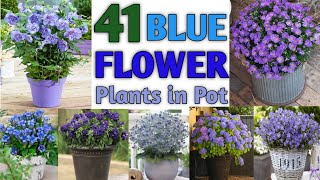 41 Best Blue Flower Plants in Container | Blue Flower Plant Types | Plant and Planting