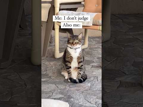 Always judging #cats #funnycats #relatable #catsofinstagram #catlover