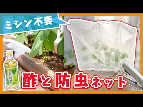 【100均】まだまだ出来る！簡単防虫対策を追加します【家庭菜園】