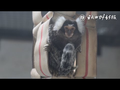 【ナレ付き】ほりほり毛繕い！　コモンマーモセット　ほっとなショット大森山動物園①