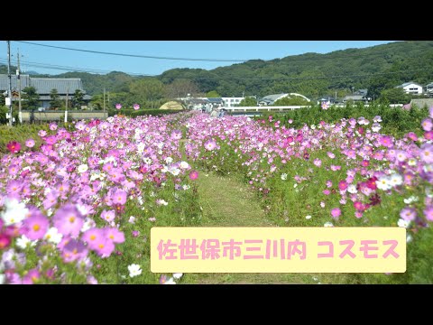 コスモスの花舞