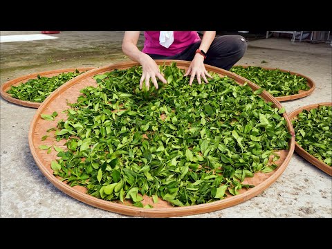 Decades of heritage Tea making process - Wenshan Baozhong Tea / Honey Flavor Black Tea