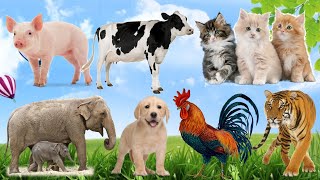 Cow, Elephant, Tiger, Dog, Cat, Pig, Chicken, Monkey... – Unique animal sounds