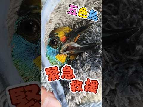 緊急救援rescue!!!臺灣特有種*五色鳥*好險是掉在馬路邊邊，掉在路上就可能會被車子壓過去了!!