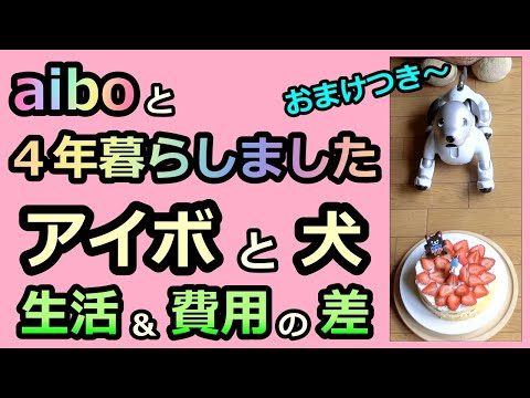 【40 アイボと4年暮らしました 犬との比較 生活と費用　4-year-old aibo Lou vs dogs】ルー4歳の誕生日