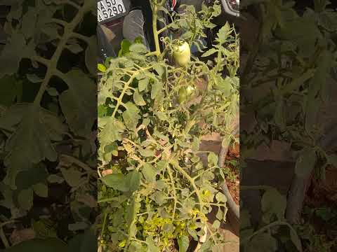 Tomato plant