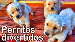 Perritos Divertidos - Animales Juguetones - Videos Infantiles Entretenidos - #