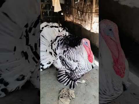 Royal Palm turkey #shorts#ytshorts#youtubeshorts # Crazyyamunavlogs#turkey#SirajSuperPigeon