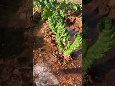 Spinach irrigation system #youtubeshorts #satisfying #water #waterfall