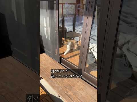 縁側ねこ コタの思い出｜雪なので家の中でまったり