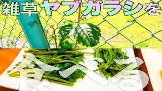 【野草】自然を味わう【ヤブガラシ】