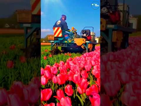 MODERN FLOWER PICKING AGRICULTURAL MACHINERY #satisfying #shortsvideo