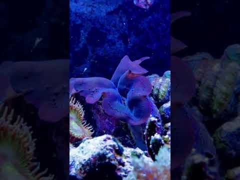 #shorts #clam #purpleclam #reef #marinefish #coralreef #aquarium