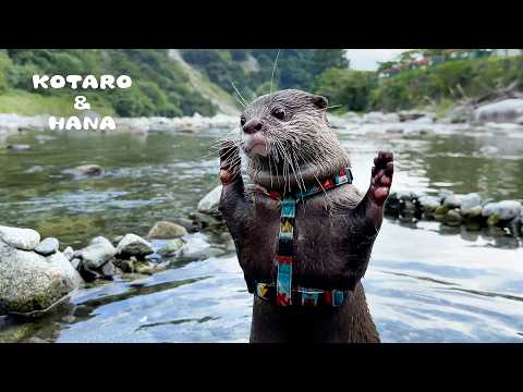 Otters’ Dramatic Reunion with Friends at the River!