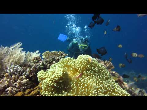 Diving in Tulamban