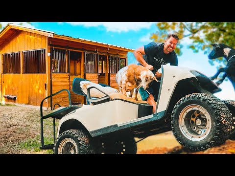 Don't let the Neighbors see! 😂 (Goats interfere with barn renovation)