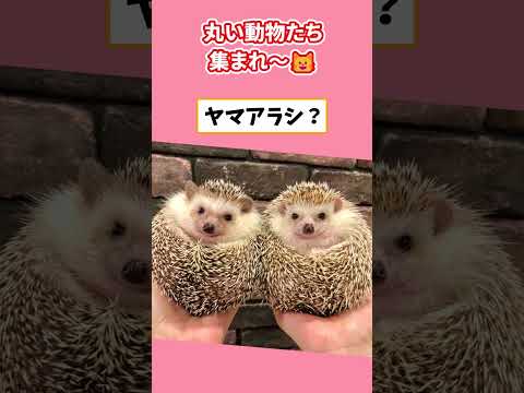 【ガルちゃん】丸い動物たち集まれ～！まぁるくて可愛いの💖✨