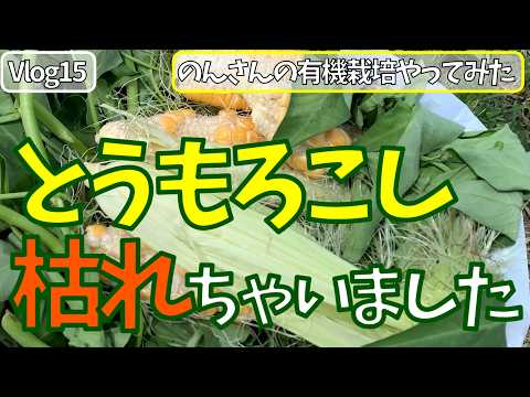 女ひとりで、はじめての有機栽培　自然栽培（無肥料・無農薬・耕さない・基本水やりなし　不耕起）とうもろこし枯れちゃいました　枝豆に花が咲きました　 Vlog 15　 菌ちゃん農法、貸農園でやってみた