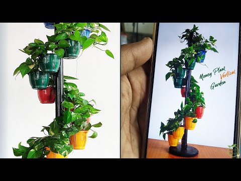 Great Ideas to display Money plants | Indoor Money Plant Decoration | Money Plant Idea//GREEN PLANTS