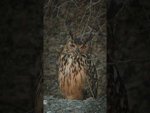 Indian eagle-owl or rock eagle-owl. #wildlife #wildlifephotoghraphy #shorts