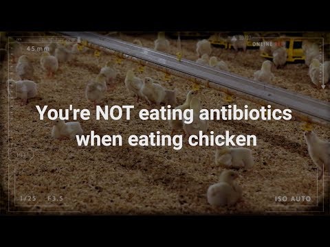 Clip: Chicken Squad Intelligence™ -  Antibiotics