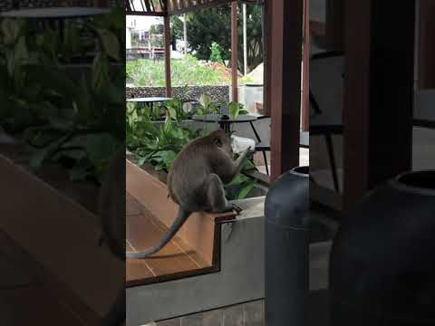 バリ島　スタバのコーヒーを飲むサル🐒　　#バリ島 #ウブド #ubud #スタバ #starbucks