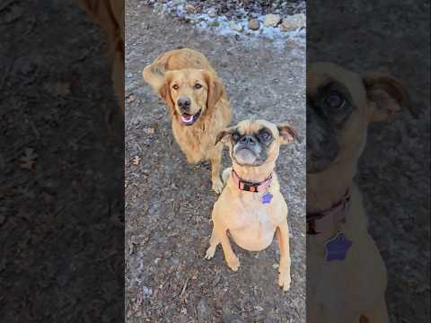 Practice with Friends 🐶 Lucy Pug steals the show