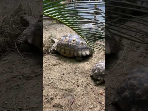 เข้าฟรี! ปั่นเรือเป็ด ดูน้อนสัตว์เลี้ยง | ดูบัวคาเฟ่ นครปฐม