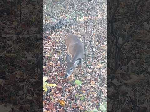 Little cute deer foraging alone, not caring about the photographer | Horizons_視野 | white-tailed deer