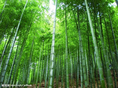 道　島津亜矢　cover　青島 通