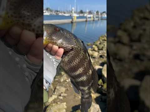 PB Spottie fishing the Harbor #fish #fishing #saltwaterfish #bassfishing #fishingreels #catchfish