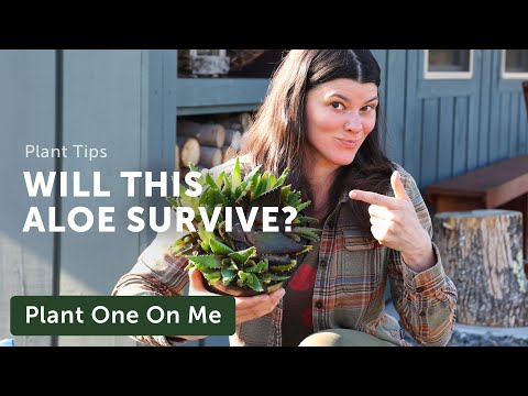 Can We SAVE This ALOE? — Ep. 373