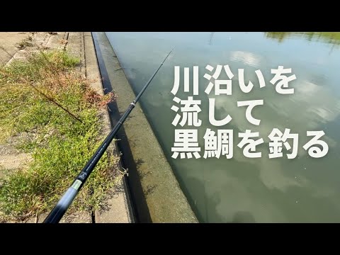 川にもたくさん黒鯛居るぞ！足元のカニ捕まえて川沿いヘチ釣り