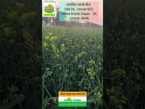 सरसों की खेती | Mustard Farming | Sarson Ki Kheti |