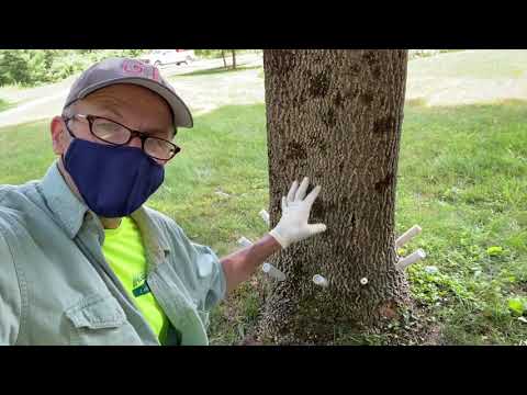 Protecting an Ash tree with TreeAzin Systemic Insecticide